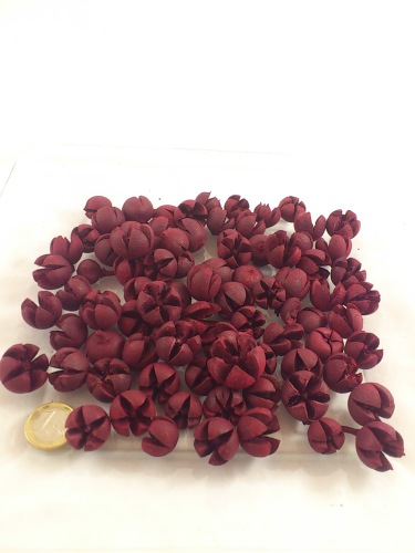 Chiloni 100 gr. rood